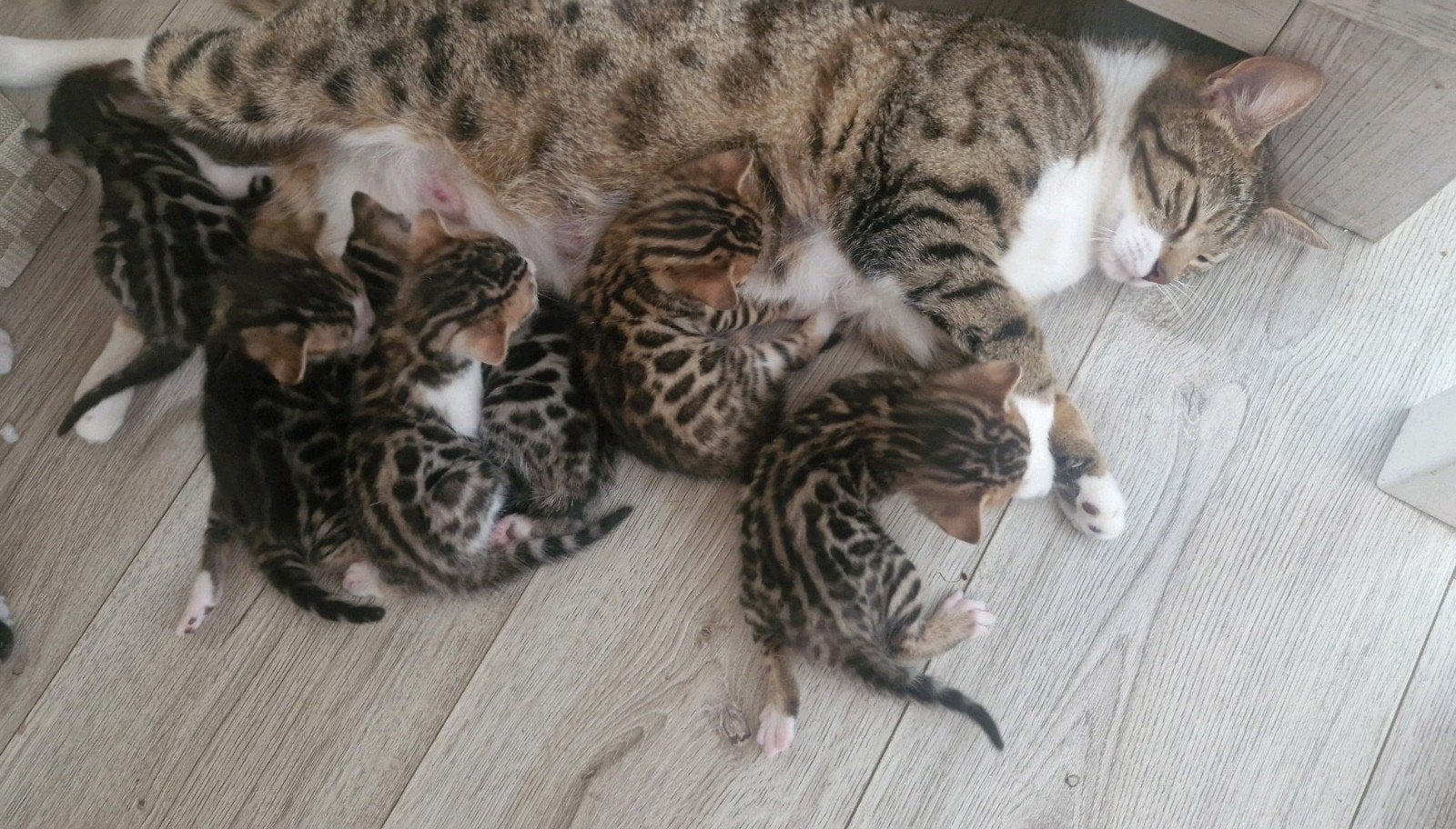 kittens beschikbaar Bengaal x Europese korthaar NOG 1 POES, Meerdere dieren, Kortharig, 0 tot 2 jaar