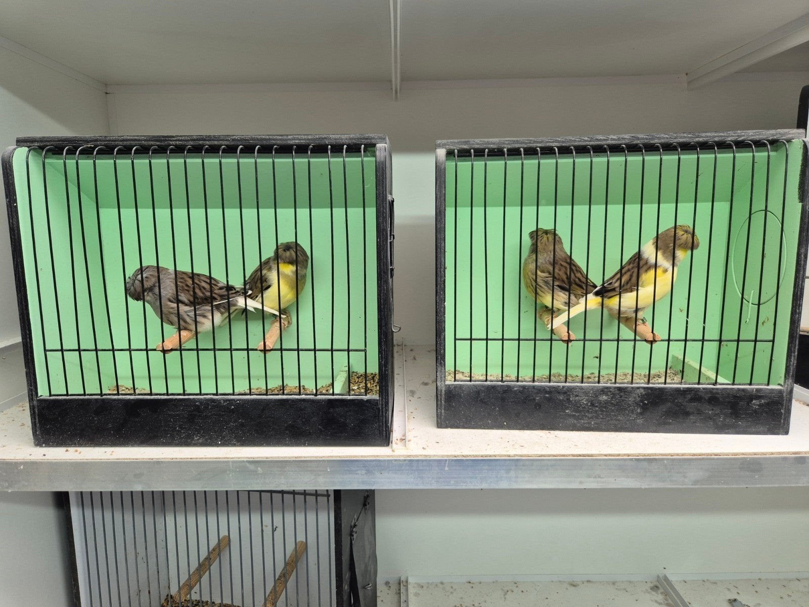gloster kuifmannen, Meerdere dieren