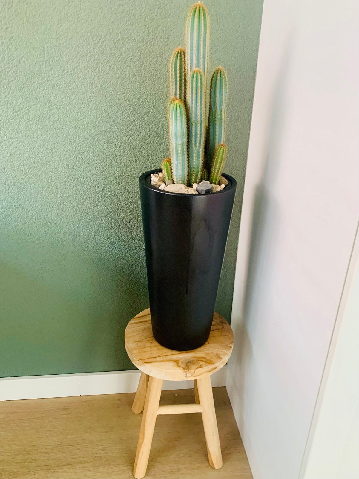 Te koop: teakhouten krukje, pot en cactus!, Ophalen, Halfschaduw, Minder dan 100 cm, In pot