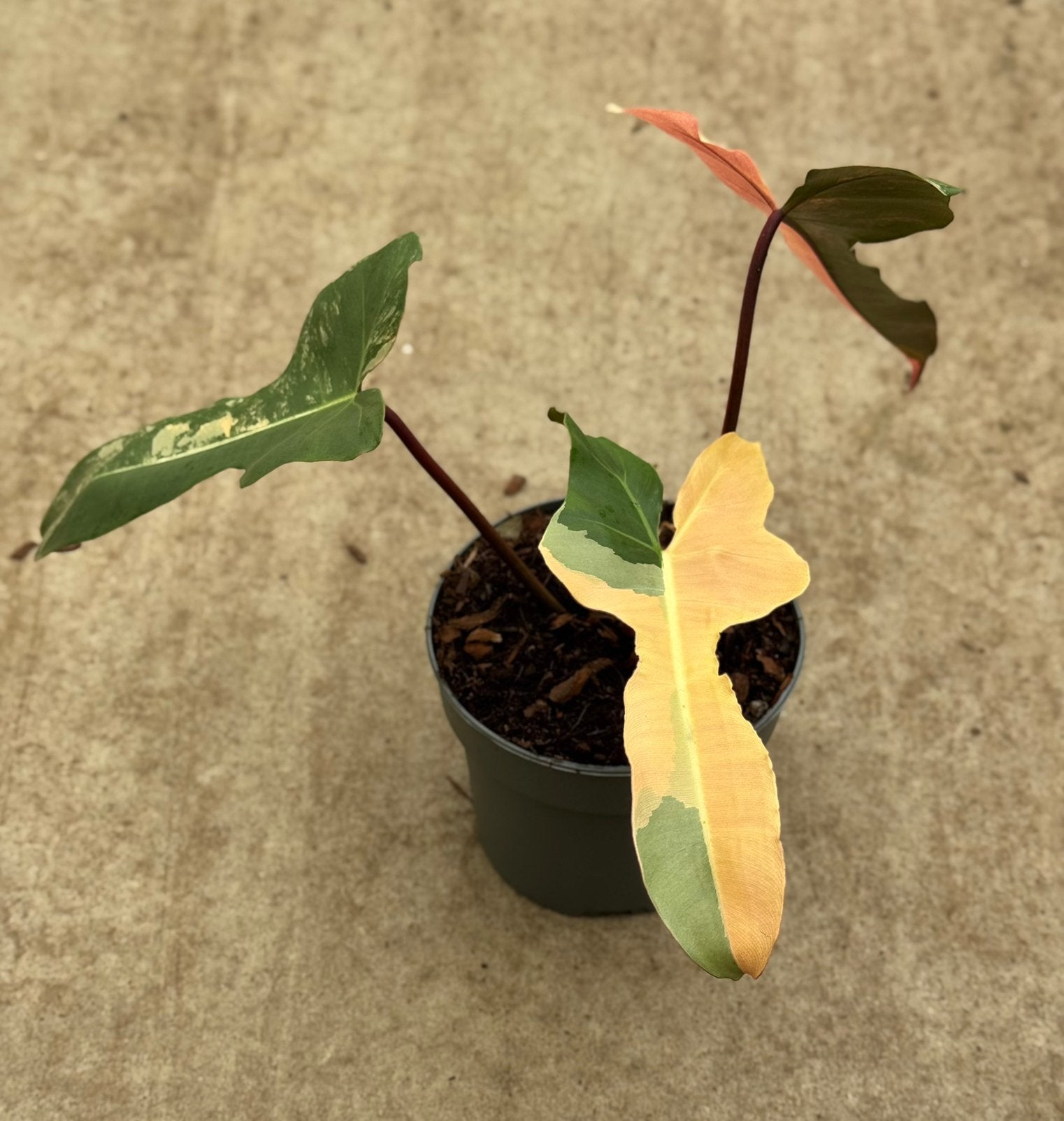 Philodendron Brown Beauty Variegated, Huis en Inrichting, Kamerplanten, Ophalen of Verzenden, Halfschaduw, Minder dan 100 cm