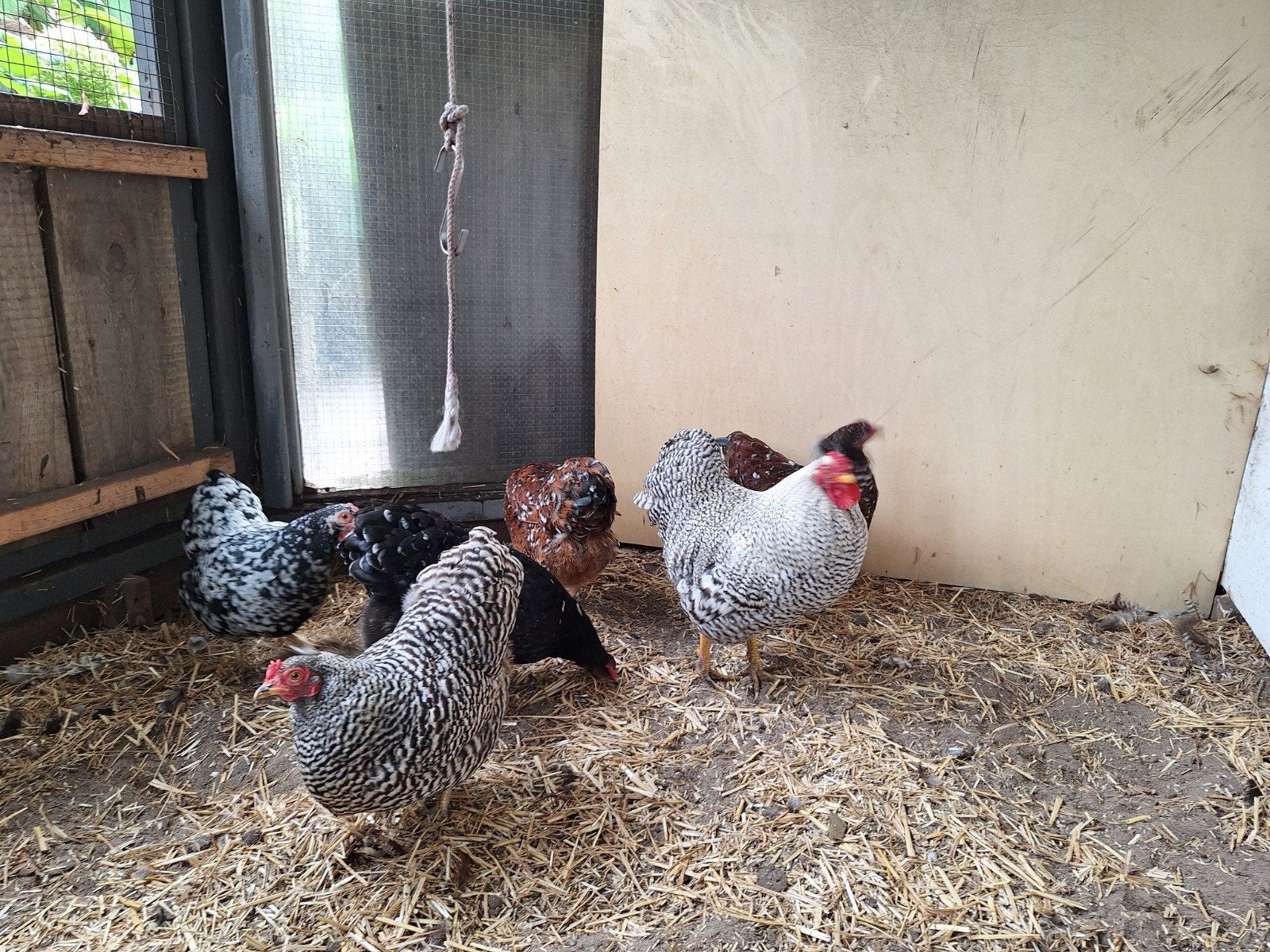 toom wyandotte krielen, Meerdere dieren, Kip