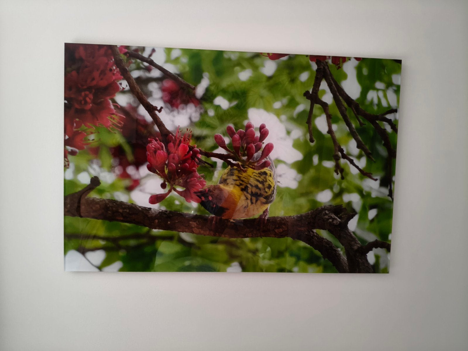 Schilderij Yellow weaver zuid afrika, Ophalen
