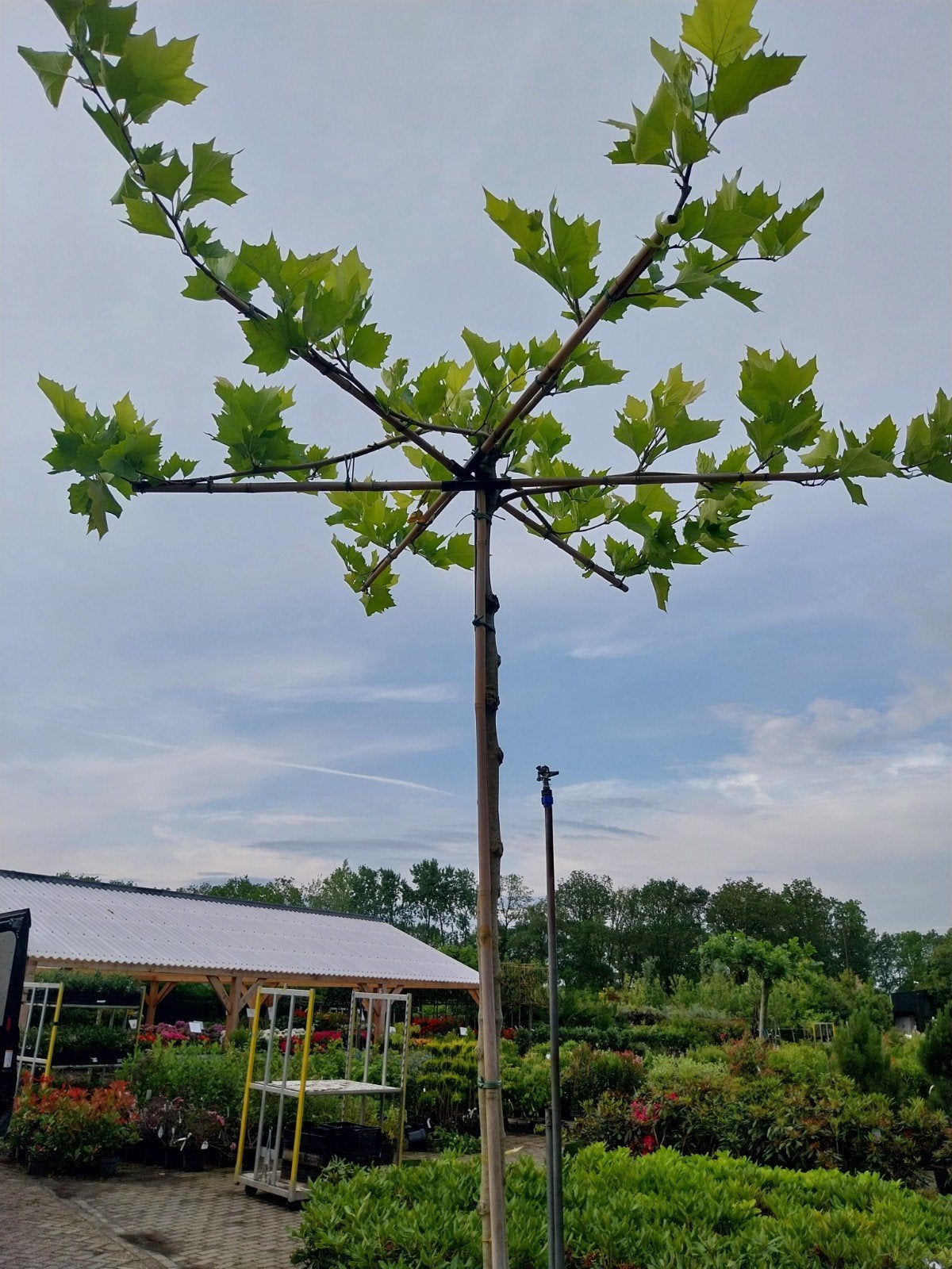 Dakplataan - Prachtige Schaduwboom voor uw Tuin, Lente, Dakboom, 250 tot 400 cm, Ophalen