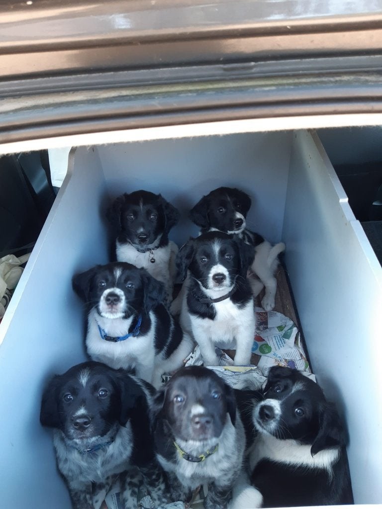 leuke friese stabij pups, 8 tot 15 weken, Parvo, Meerdere dieren, Eén hond