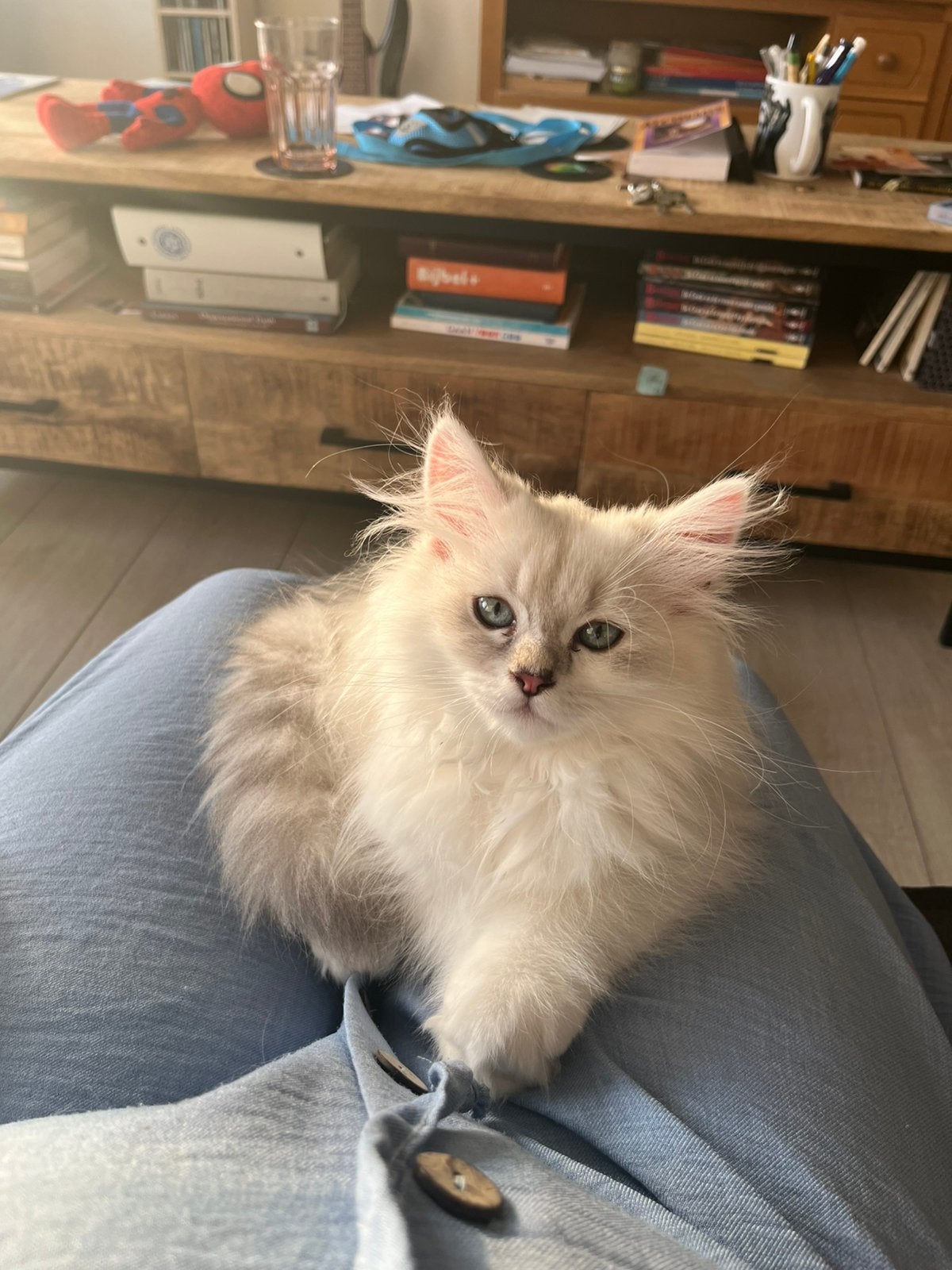 DEKKATER (niet te koop)., Dieren en Toebehoren, Katten en Kittens | Overige Katten, Poes