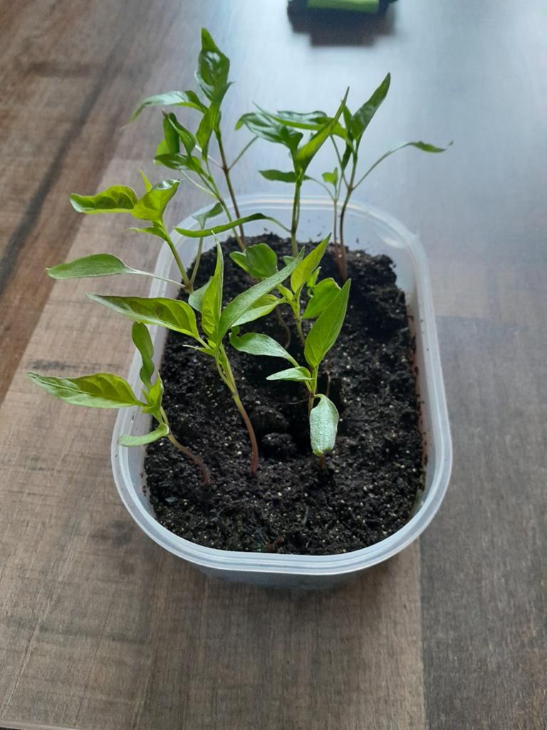 Rode puntpaprika, Tuin en Terras, Ophalen, Overige soorten, Volle zon