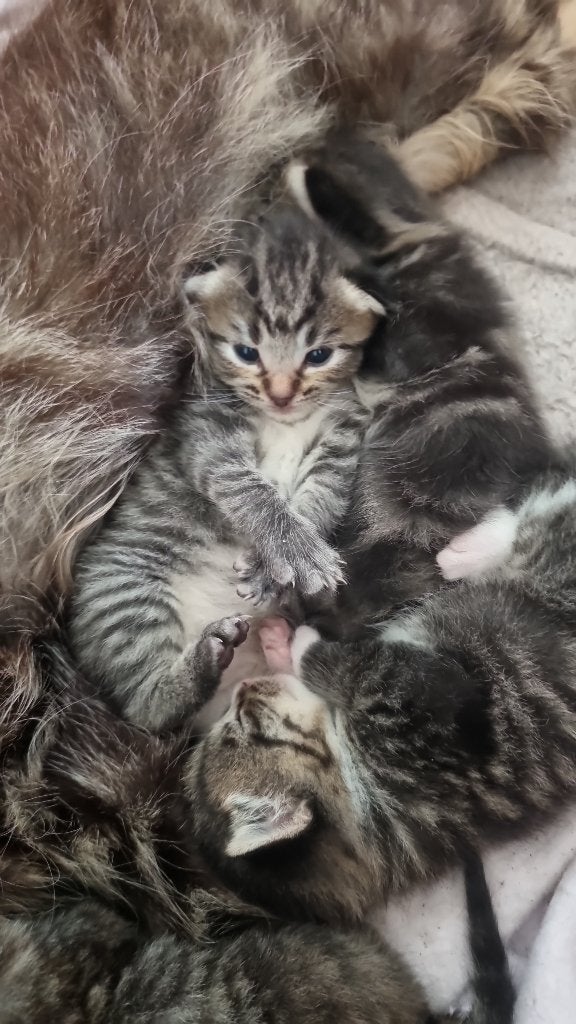 Kittens, Dieren en Toebehoren, Katten en Kittens | Overige Katten, Meerdere dieren, 0 tot 2 jaar