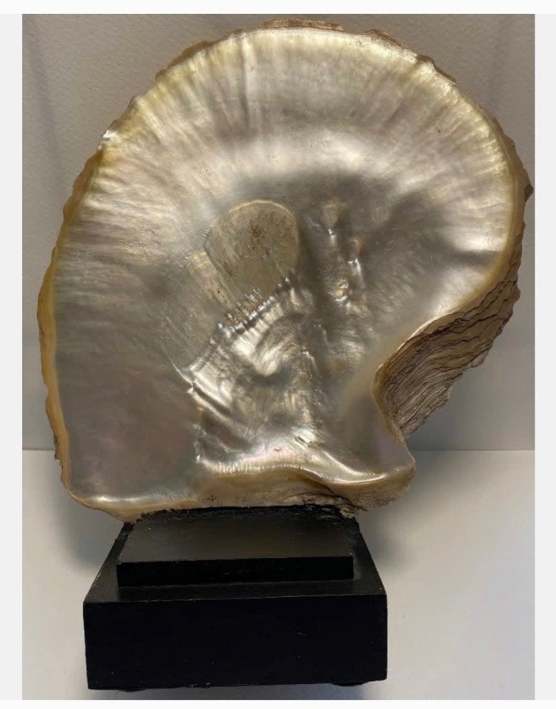 Grote Mother of Pearl schelp, Black-lip Pearl, Parelmoer, Antiek en Kunst, Ophalen of Verzenden