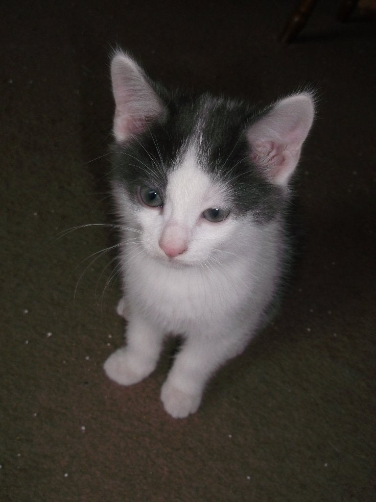 Kittens, Meerdere dieren, Ontwormd, 0 tot 2 jaar