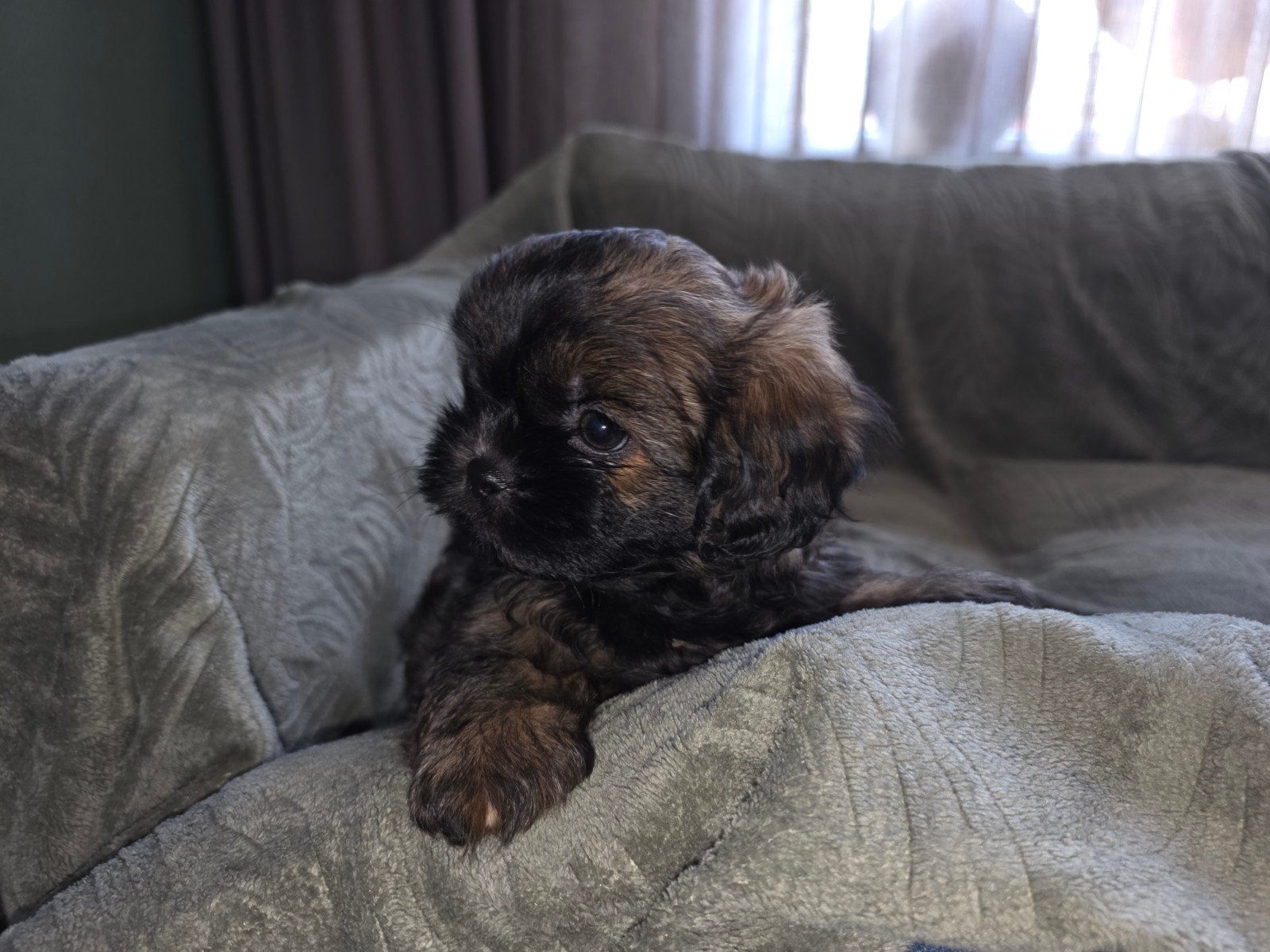 Boomer pups, Parvo, Overige rassen, 8 tot 15 weken, Meerdere