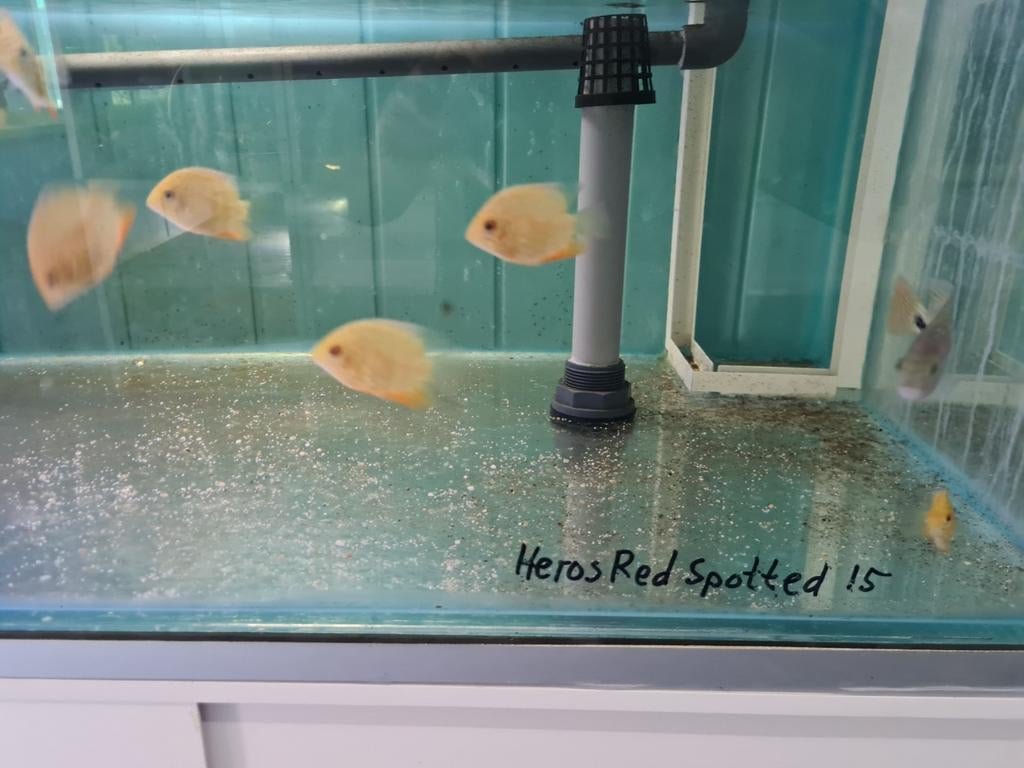 Heros Red Spotted Cichliden, Vis, Zoetwatervis