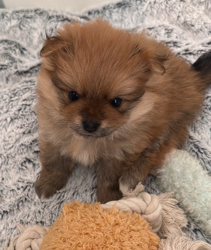 Pomeriaan pups, Keeshond, Meerdere, Meerdere dieren, Nederland