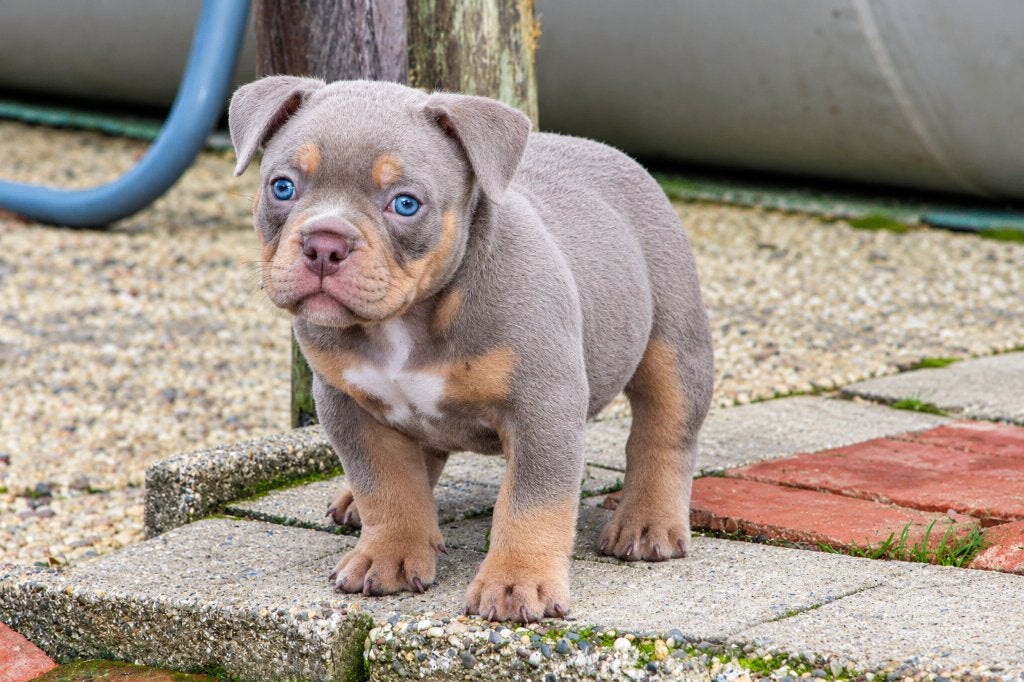 American bully  micro pups, Dieren en Toebehoren, België, Particulier, Overige rassen, CDV (hondenziekte)