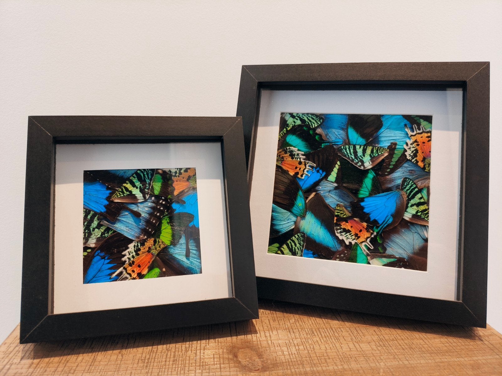 Echte vlindervleugels in lijst - Unieke wanddecoratie, Verzamelen, Dierenverzamelingen, Ophalen of Verzenden, Gebruikt, Insect