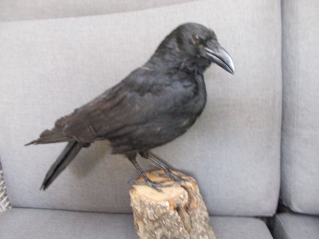 geprepareerde kraai, Verzamelen, Ophalen of Verzenden, Nieuw, Vogel, Opgezet dier