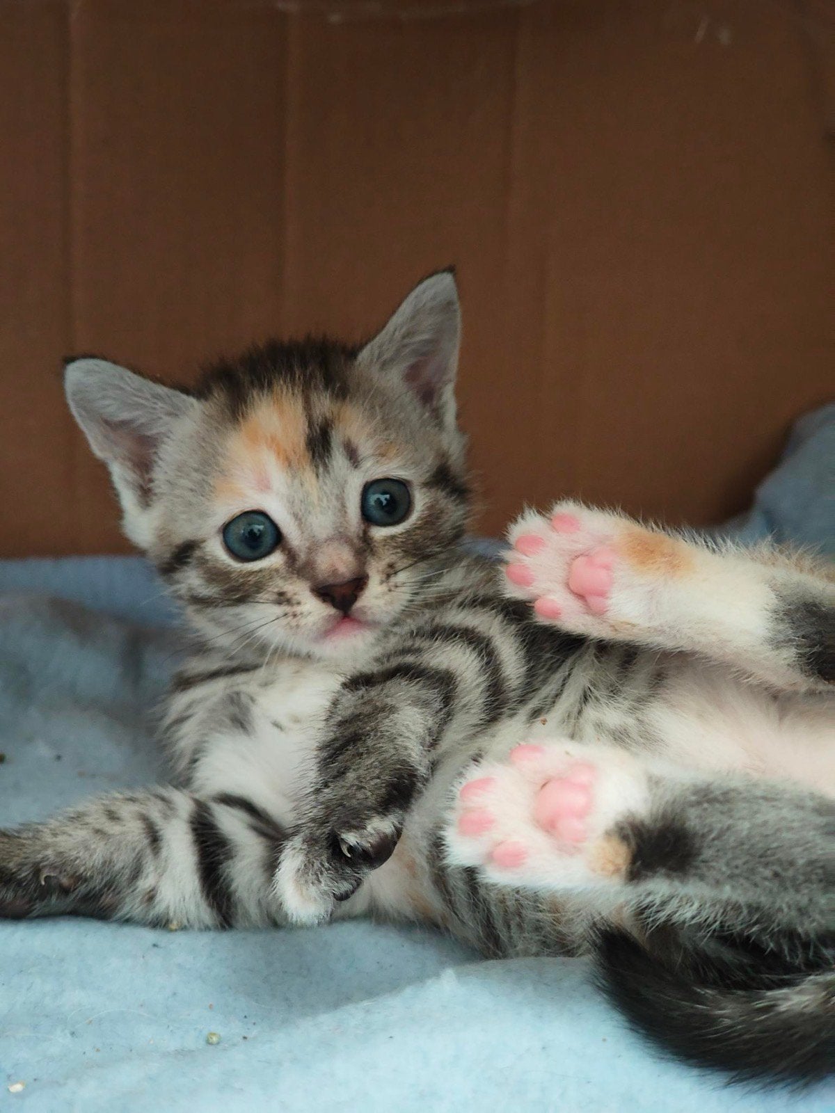 2 lieve knuffelige zindelijke geen wormen of vlooien kittens, Dieren en Toebehoren, Poes, Kortharig, 0 tot 2 jaar