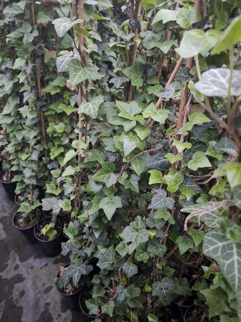 Hedera Hibernica Klimop 120 cm, Ophalen, Bloeit niet, Klimplanten, Halfschaduw