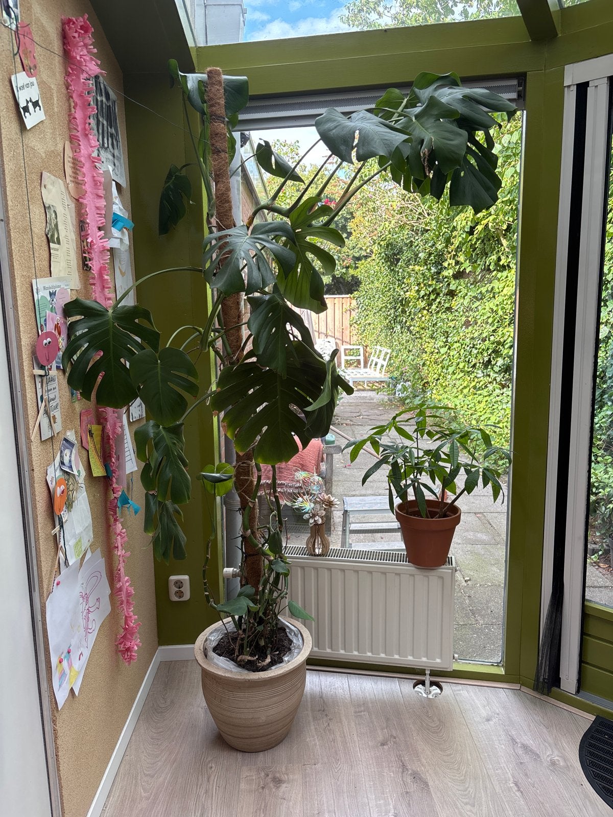 Grote Monstera Deliciosa - 210 cm hoog, incl pot, Huis en Inrichting, Kamerplanten, Ophalen, 200 cm of meer, Overige soorten, Halfschaduw