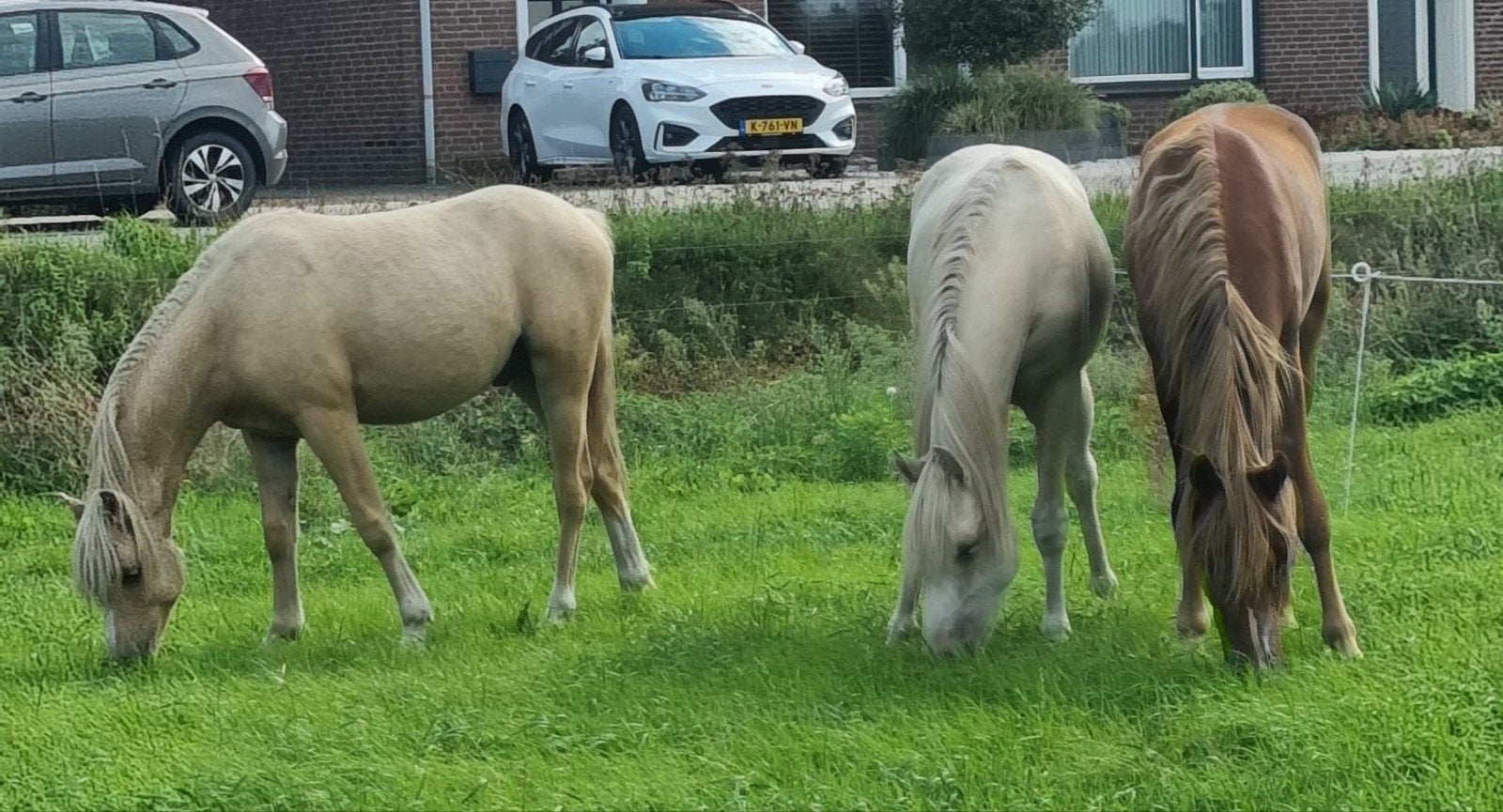 knappe 1.5 hengsten te koop, Dieren en Toebehoren, Minder dan 160 cm, Met stamboom, Niet van toepassing, Dressuurpaard