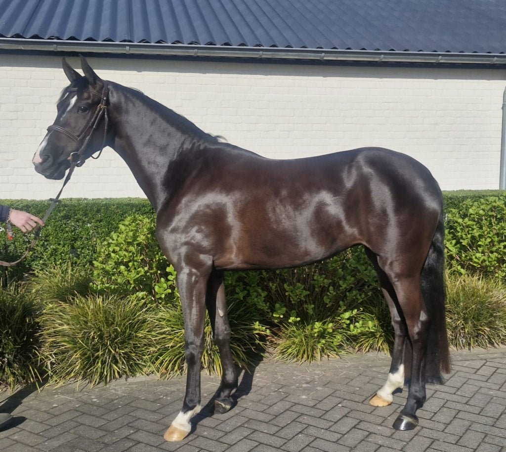 Veelbelovende sport pony!, Dieren en Toebehoren, Pony's, Merrie, Springpony, 3 tot 6 jaar, D pony (1.37m tot 1.48m)