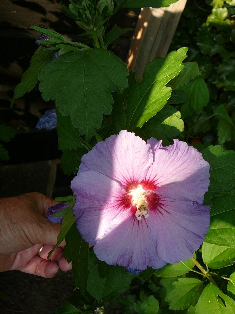 Hibiscus vaste plant 1.30 hoog, Vaste plant, Halfschaduw, Zomer, Ophalen