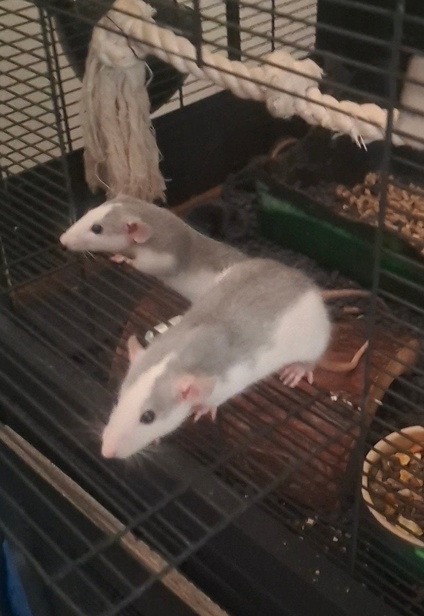 🩵Nog 2 mooie mannen beschikbaar!🐀🩵, Dieren en Toebehoren, Knaagdieren, Rat, Juni, Meerdere dieren, Tam