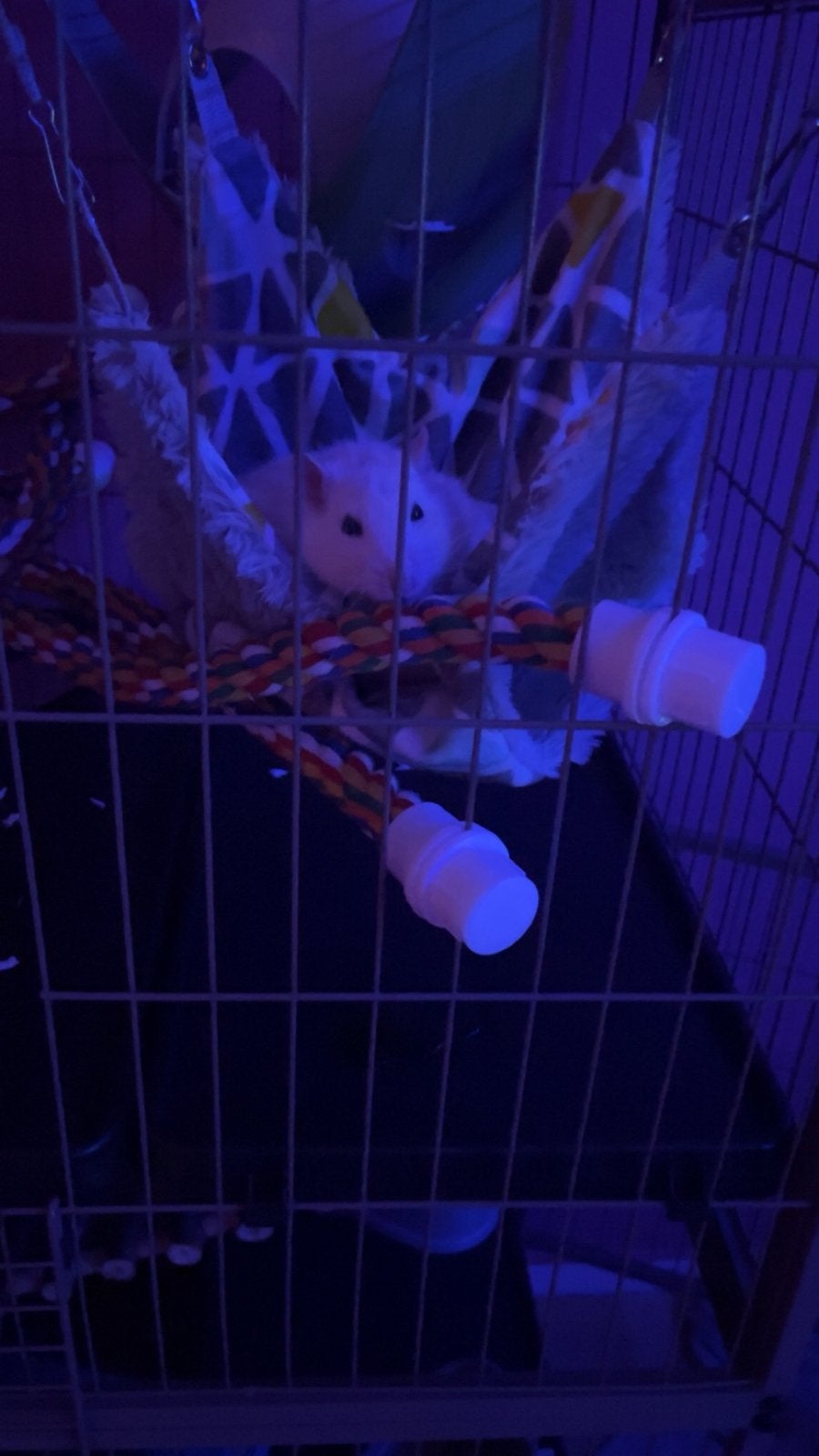 NIEUW HUISJE GEZOCHT, Dieren en Toebehoren, Rat, Mannelijk, Tam, Oktober