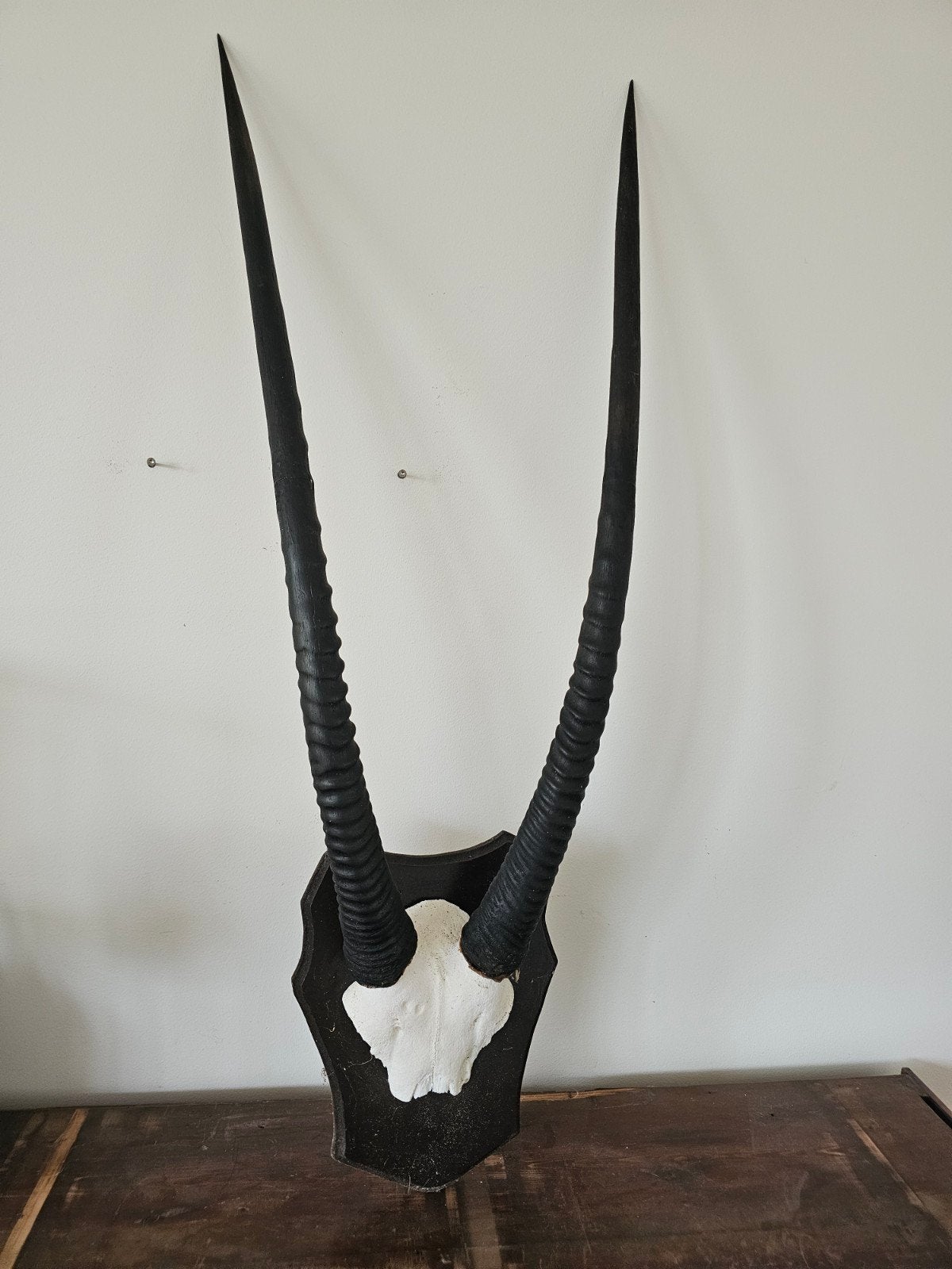 Gemsbok schedel met hoorns - 90 cm - Zuid-Afrika, Ophalen, Gebruikt, Wild dier, Schedel