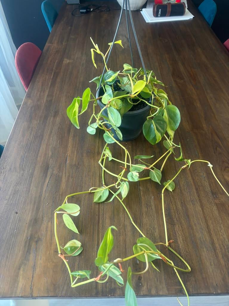 Philodendron brasil, Ophalen of Verzenden, Halfschaduw