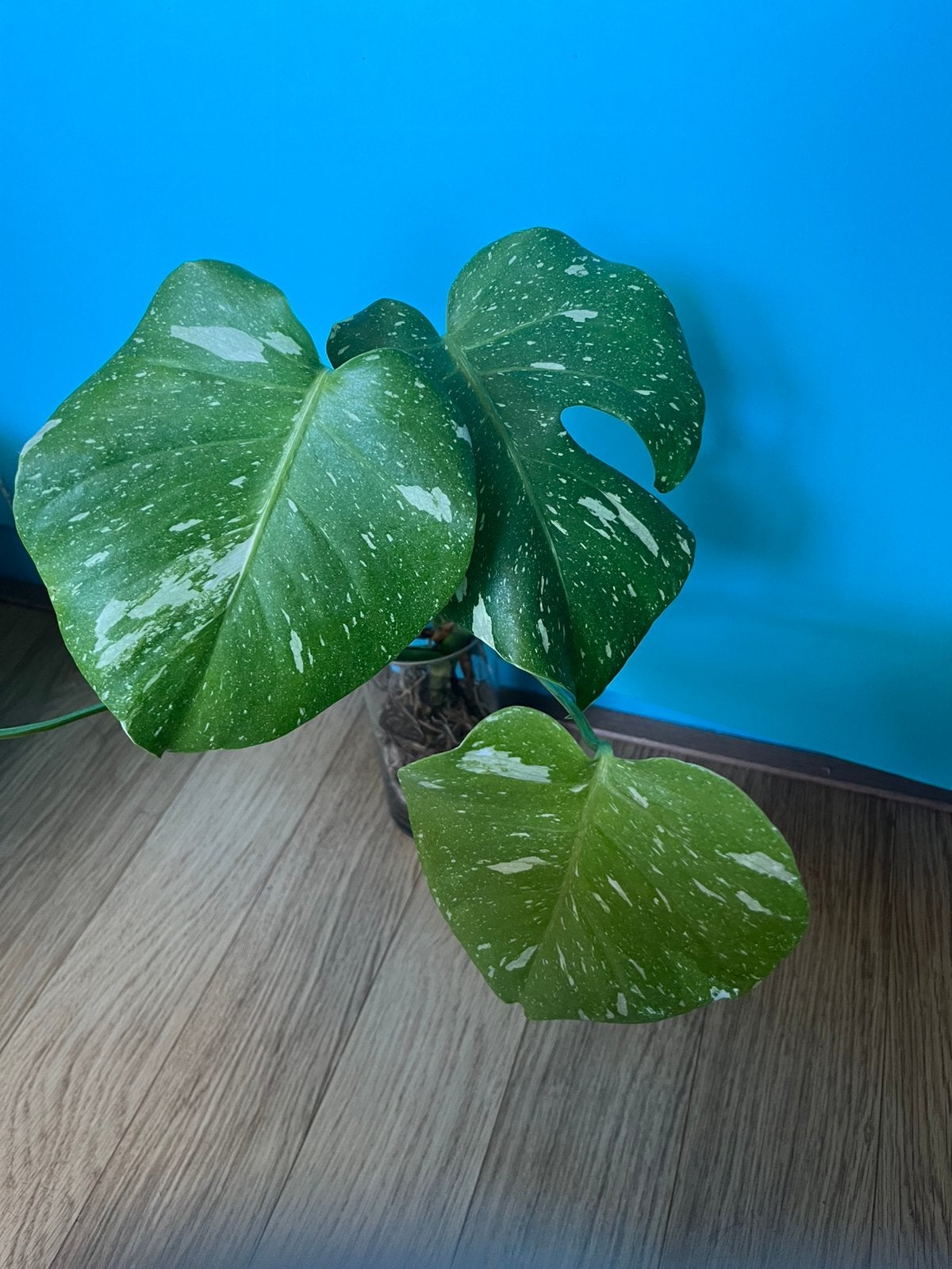 Monstera thai constellation variegata, geacclimatiseerd leca, Huis en Inrichting, Kamerplanten, Overige soorten, Minder dan 100 cm