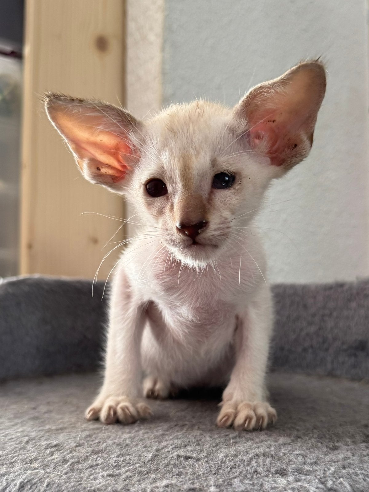 Lieve Siamese kittens zoeken een gouden mandje ️, Dieren en Toebehoren, Katten en Kittens | Raskatten | Korthaar, Meerdere dieren