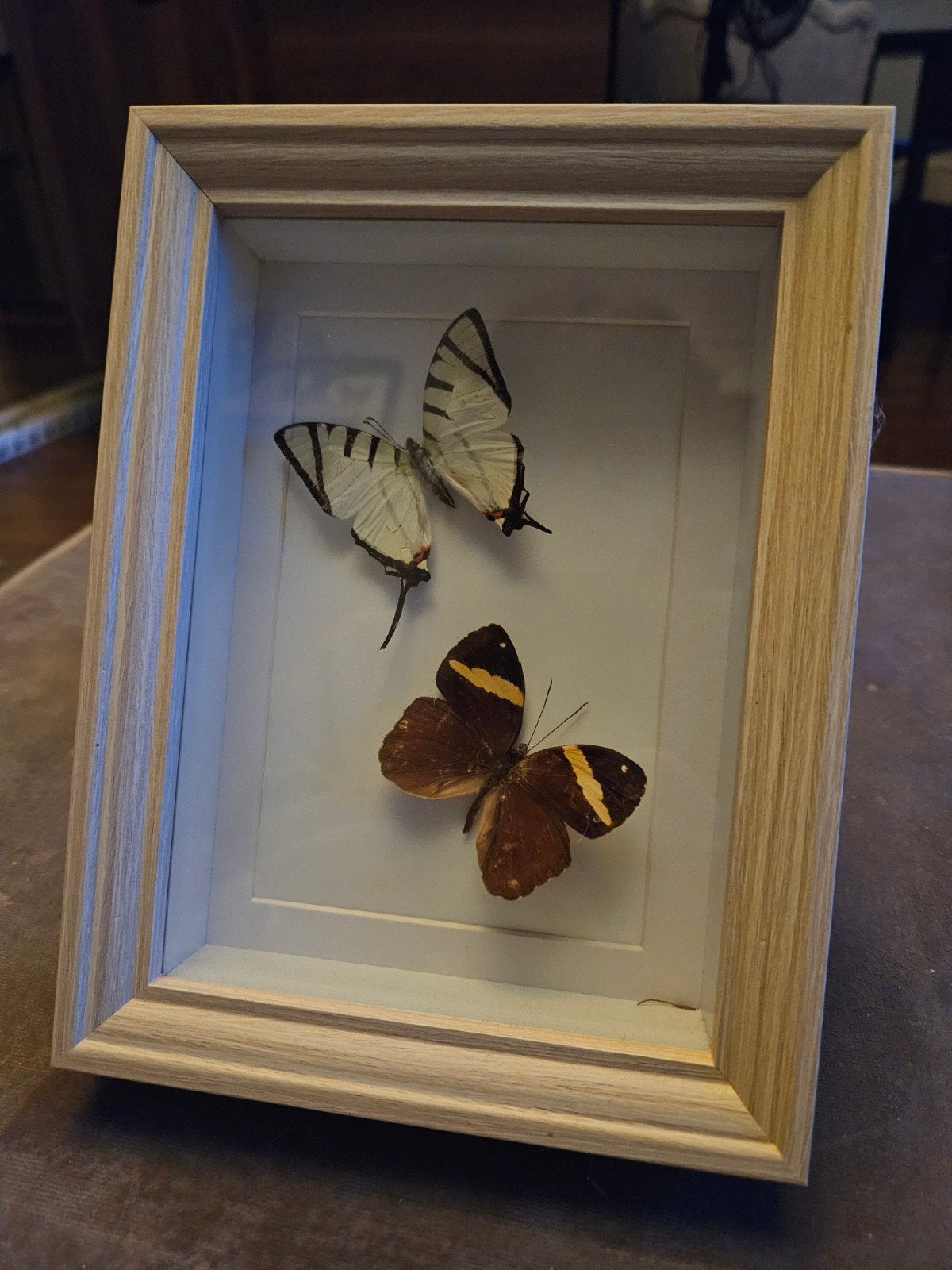 Opgezette vlinders in lijst - 20x15 cm, Verzenden, Zo goed als nieuw, Insect, Opgezet dier