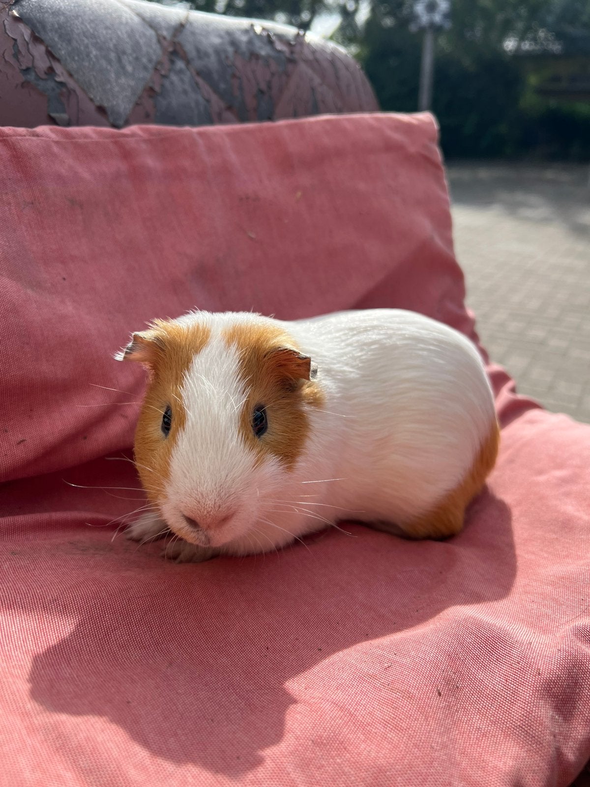 Cavia beertje / mannetjes cavia, Dieren en Toebehoren, Cavia, April, Mannelijk, Tam