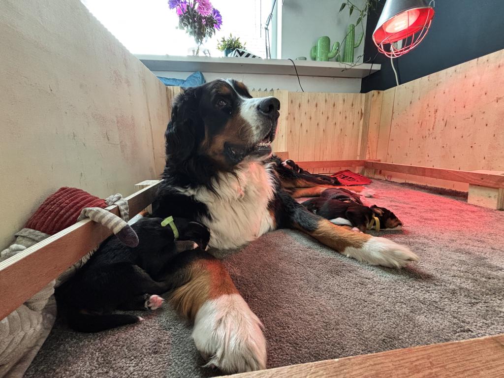 Berner Sennen Pups, Dieren en Toebehoren, Honden | Beagles, Bassets en Lopende honden, Overige rassen, 8 tot 15 weken, Meerdere dieren