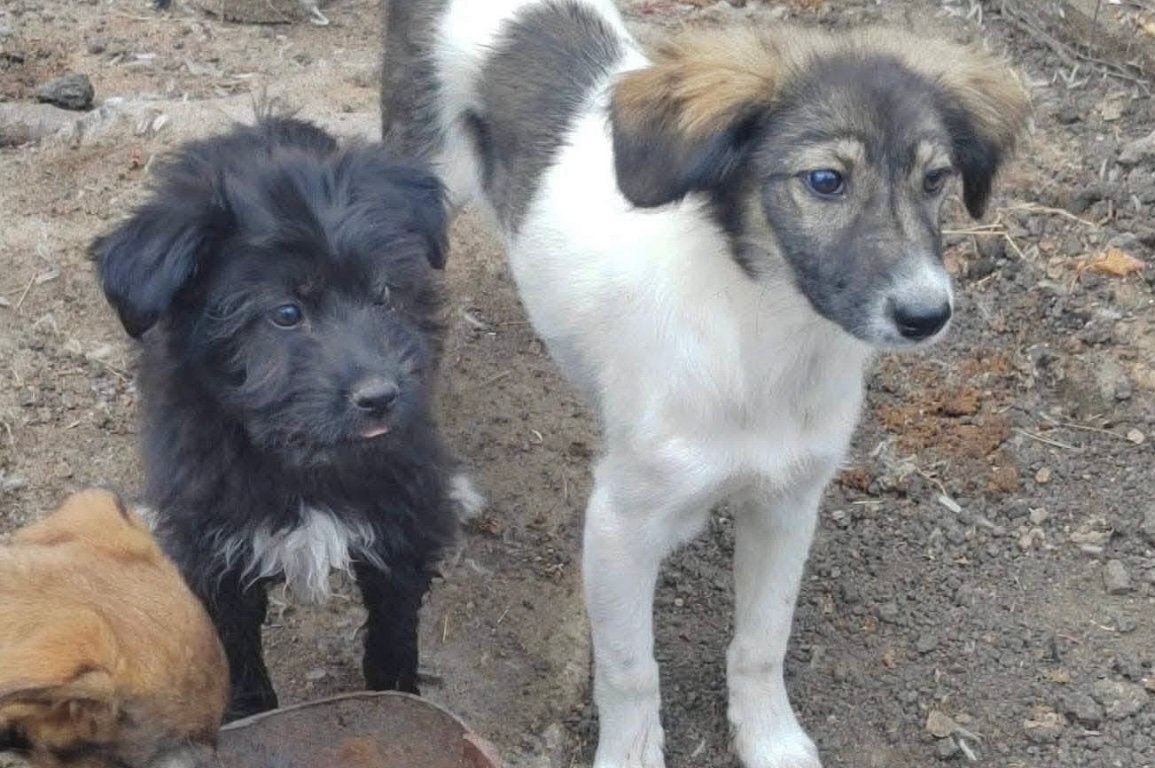 Simona, klein medium collie mix teefje 5 maanden, Dieren en Toebehoren, Honden | Niet-rashonden, Particulier, 15 weken tot 1 jaar