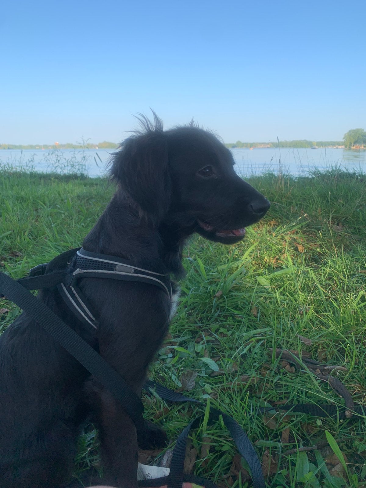 Liefdevol thuis gezocht markiesje x kooiker reu 4 mnd, Dieren en Toebehoren, Honden | Chihuahua's en Gezelschapshonden, Parvo
