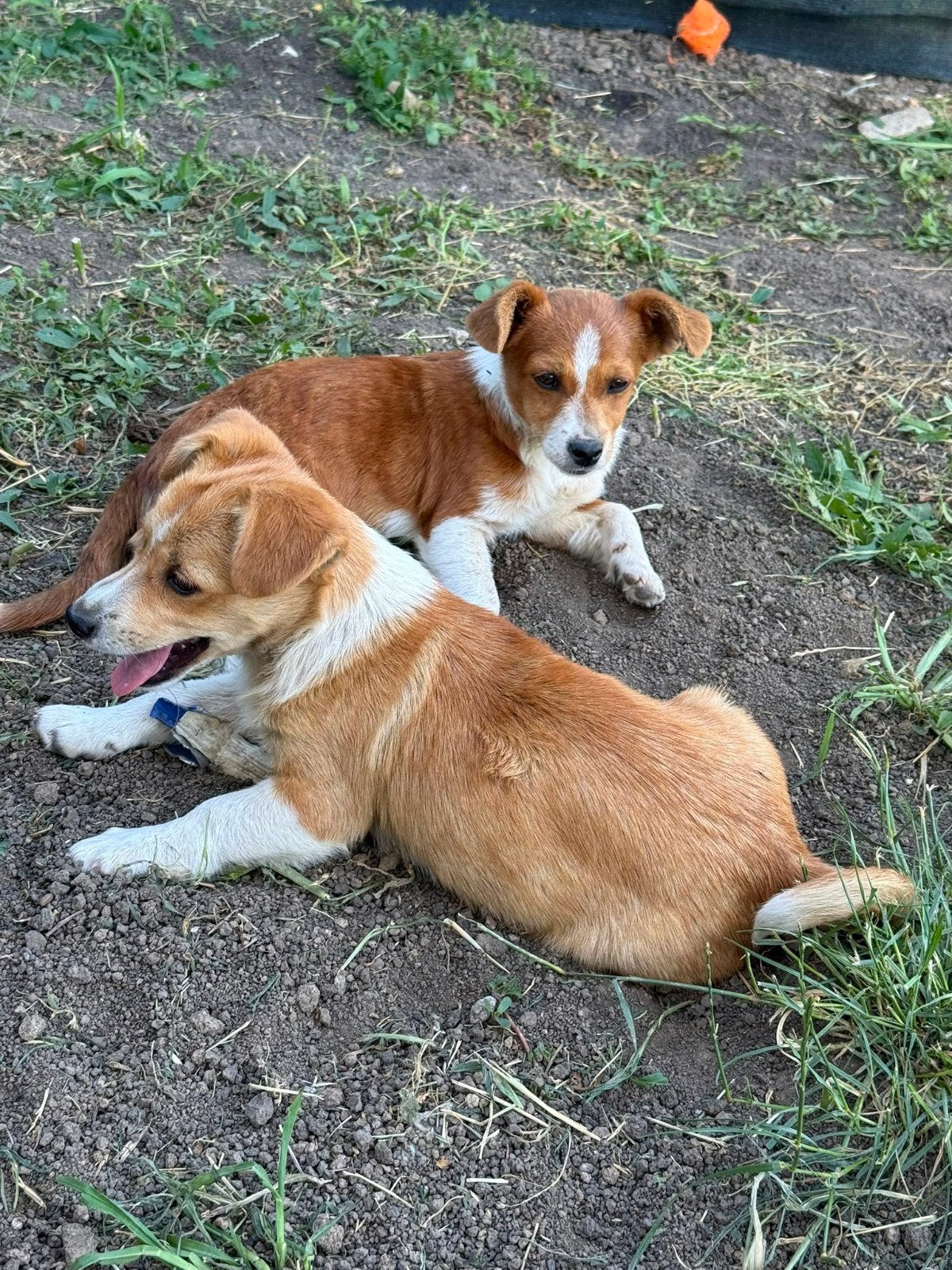 Puppy zoekt thuis, ter adoptie, Dieren en Toebehoren, Honden | Niet-rashonden, 15 weken tot 1 jaar, Handelaar, Buitenland, Teef