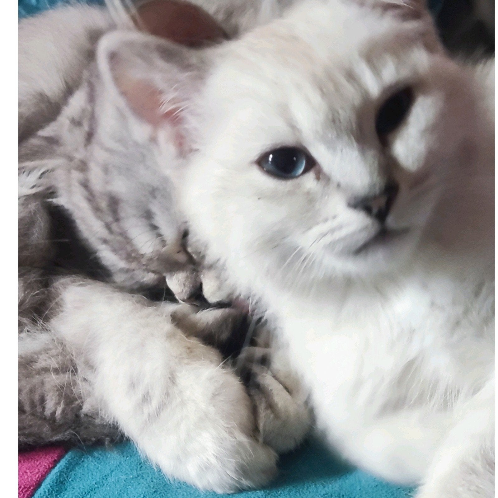 Britse, Ragdoll kitten, Kater, Ontwormd, 0 tot 2 jaar