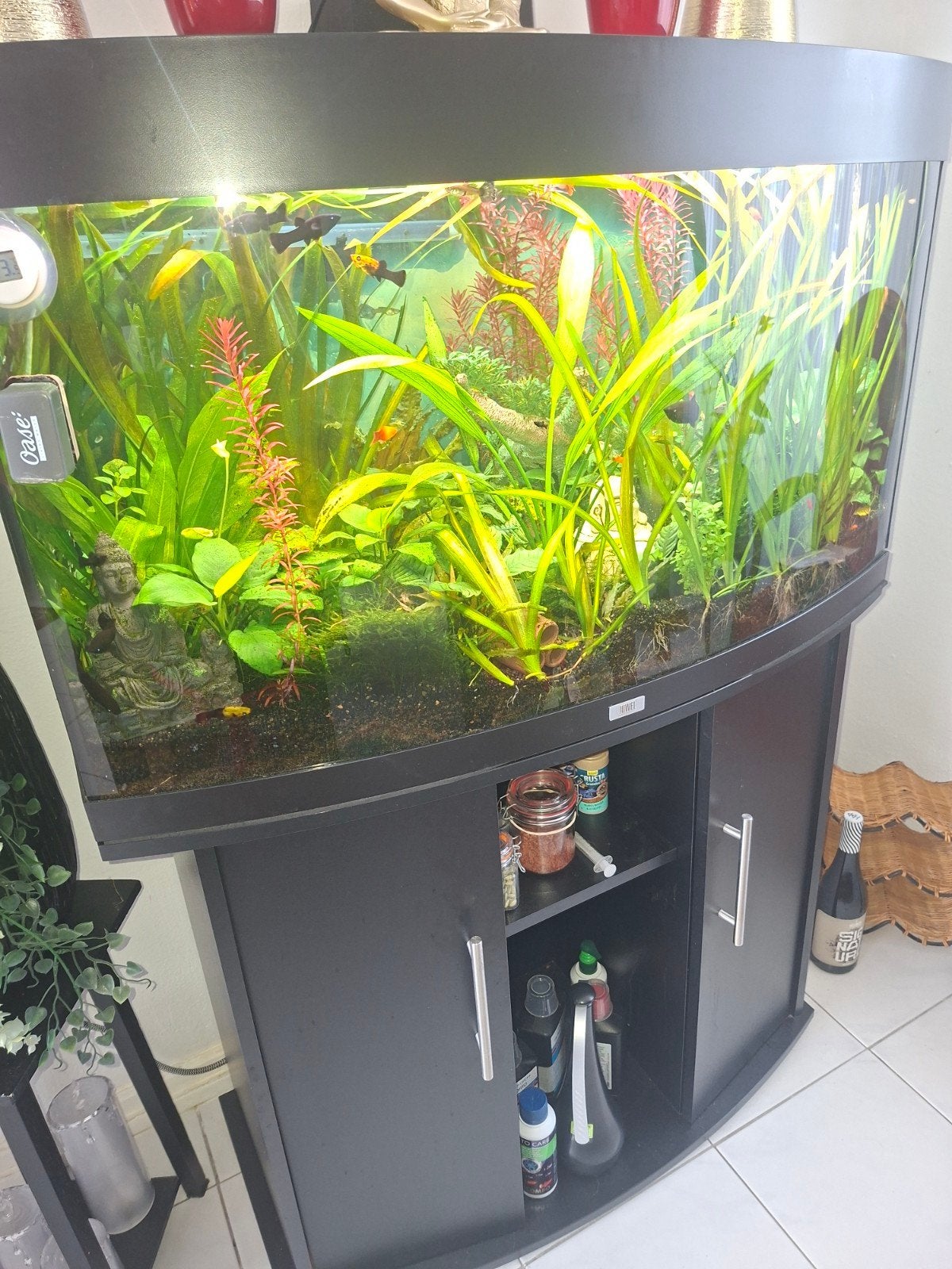 Juwel vision aquarium 180 liter compleet met vissen, Dieren en Toebehoren, Vissen | Aquaria en Toebehoren, Ophalen, Inclusief vissen