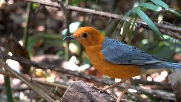 Te koop bewezen koppel dama lijsters met DNA vogels zijn van, Dieren en Toebehoren, Vogels | Overige Vogels, Meerdere dieren