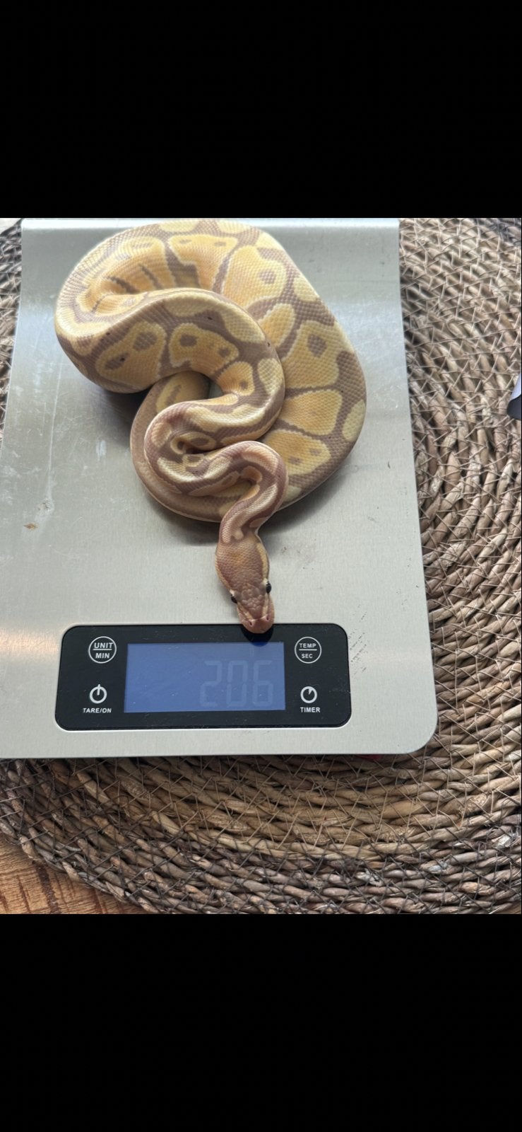 Python regius Ball Python - unknown for sale from S.M