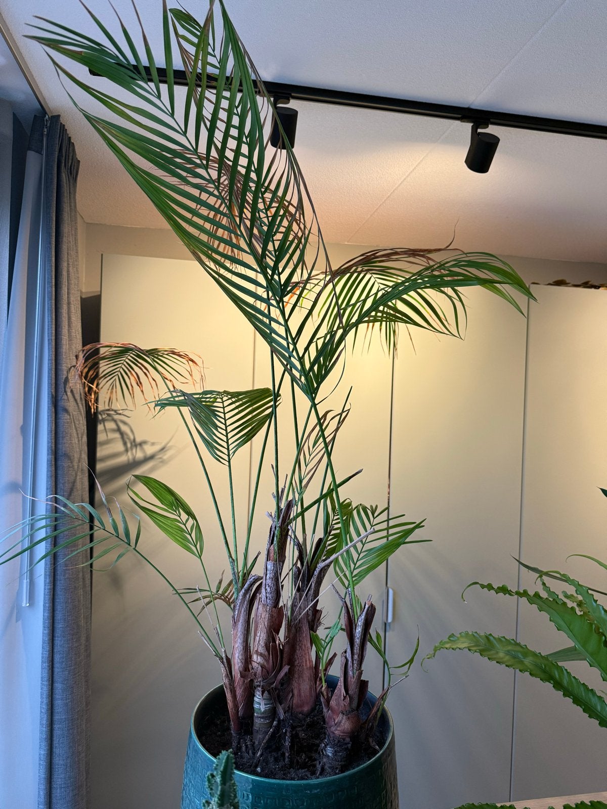 Kentia palm 130 cm zoekt nieuwe liefdevolle eigenaar, Vaste plant, Bloeit niet, Halfschaduw, Ophalen