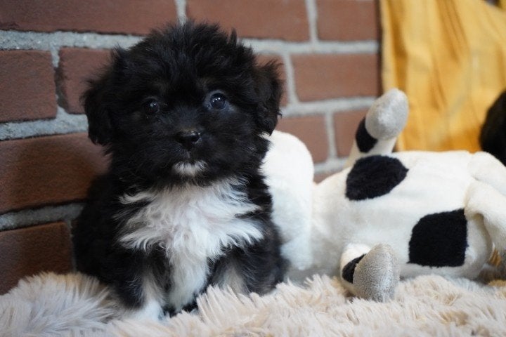 Grappige boomer pups, kruising spaniel - shih tzu, teefjes., Dieren en Toebehoren, Nederland, Overige rassen, 8 tot 15 weken, CDV (hondenziekte)