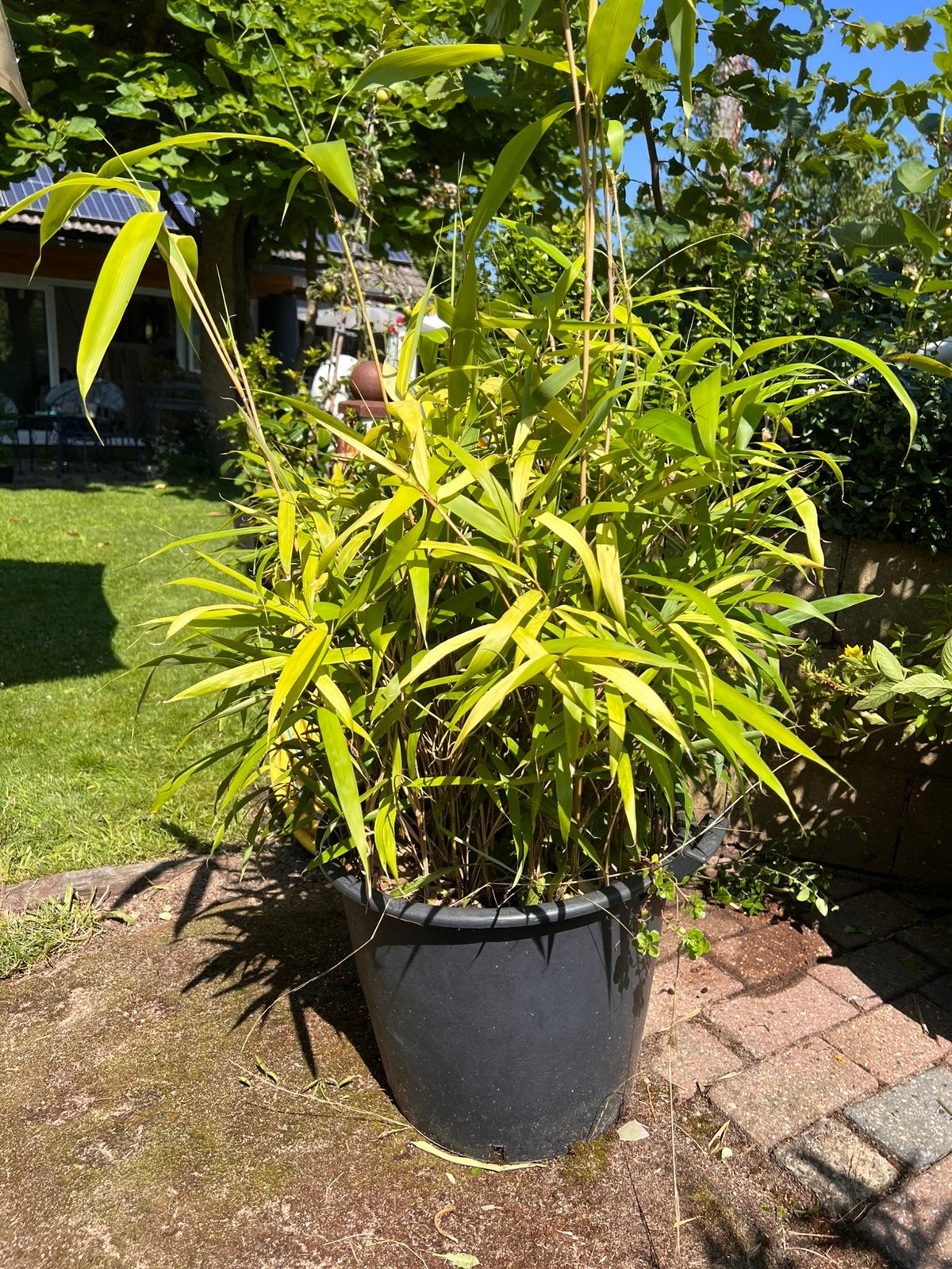 Bamboe op pot gekweekt., Tuin en Terras, Planten | Tuinplanten, Volle zon, Vaste plant, Bloeit niet, Ophalen