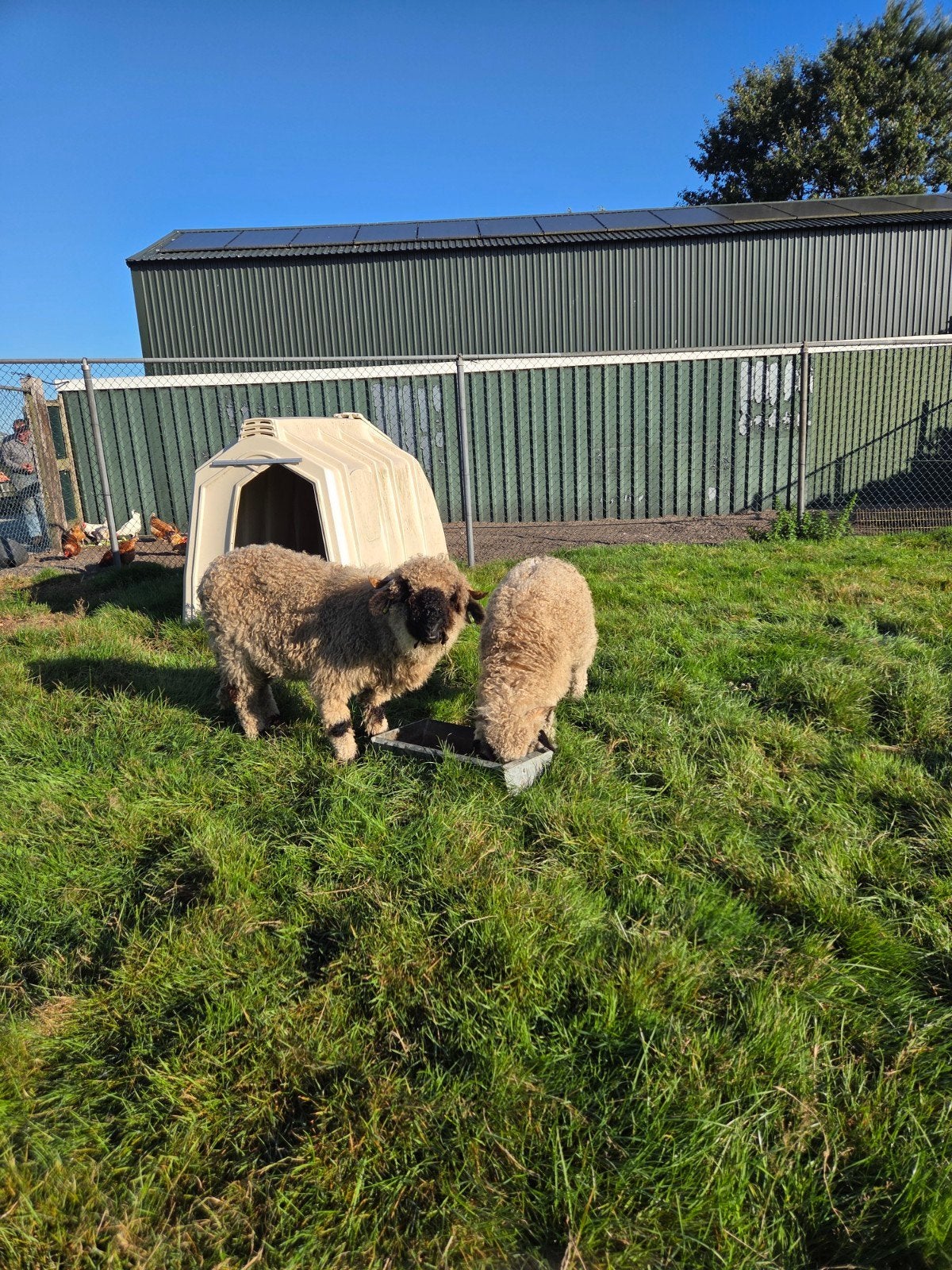 black nose schaap, Meerdere dieren, Schaap, 3 tot 5 jaar