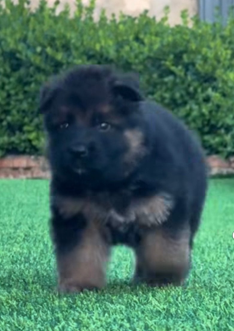 Duitse herder DIEGO VOM BORNIGER-DREIECK ter dekking, Reu, Parvo, Eén hond, 3 tot 5 jaar