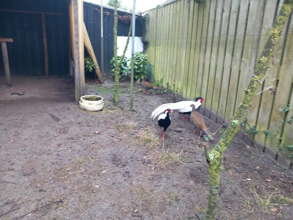 Ladyamherst fazant, Dieren en Toebehoren, Pluimvee, Meerdere dieren