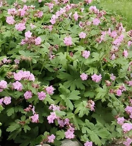 De Ooievaarsbek (Geranium macrorrhizum) biologisch gekweekt, Bodembedekkers, Volle zon, Vaste plant, Ophalen of Verzenden