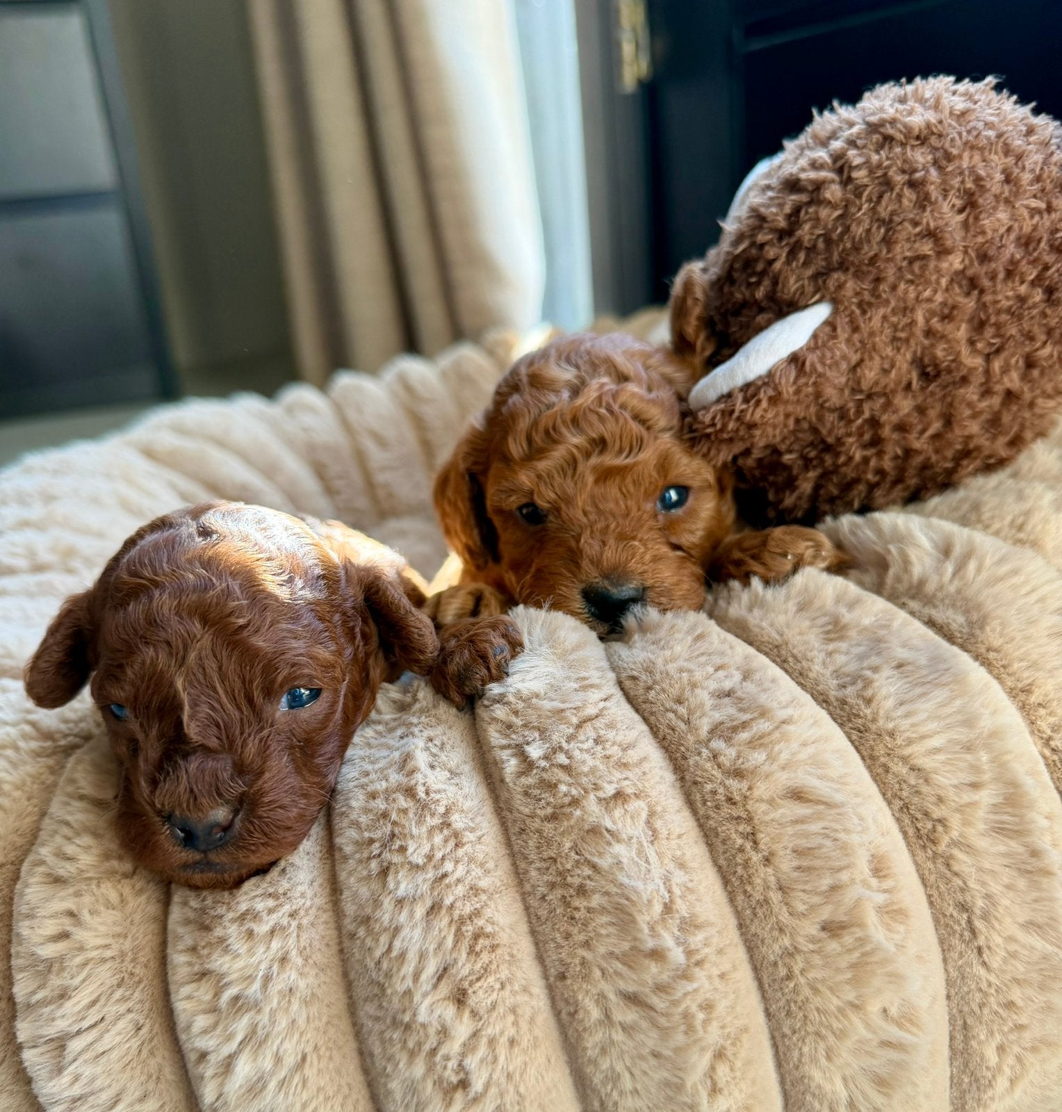Twee rode toypoedel pups te koop, Poedel, 8 tot 15 weken, Meerdere, Meerdere dieren