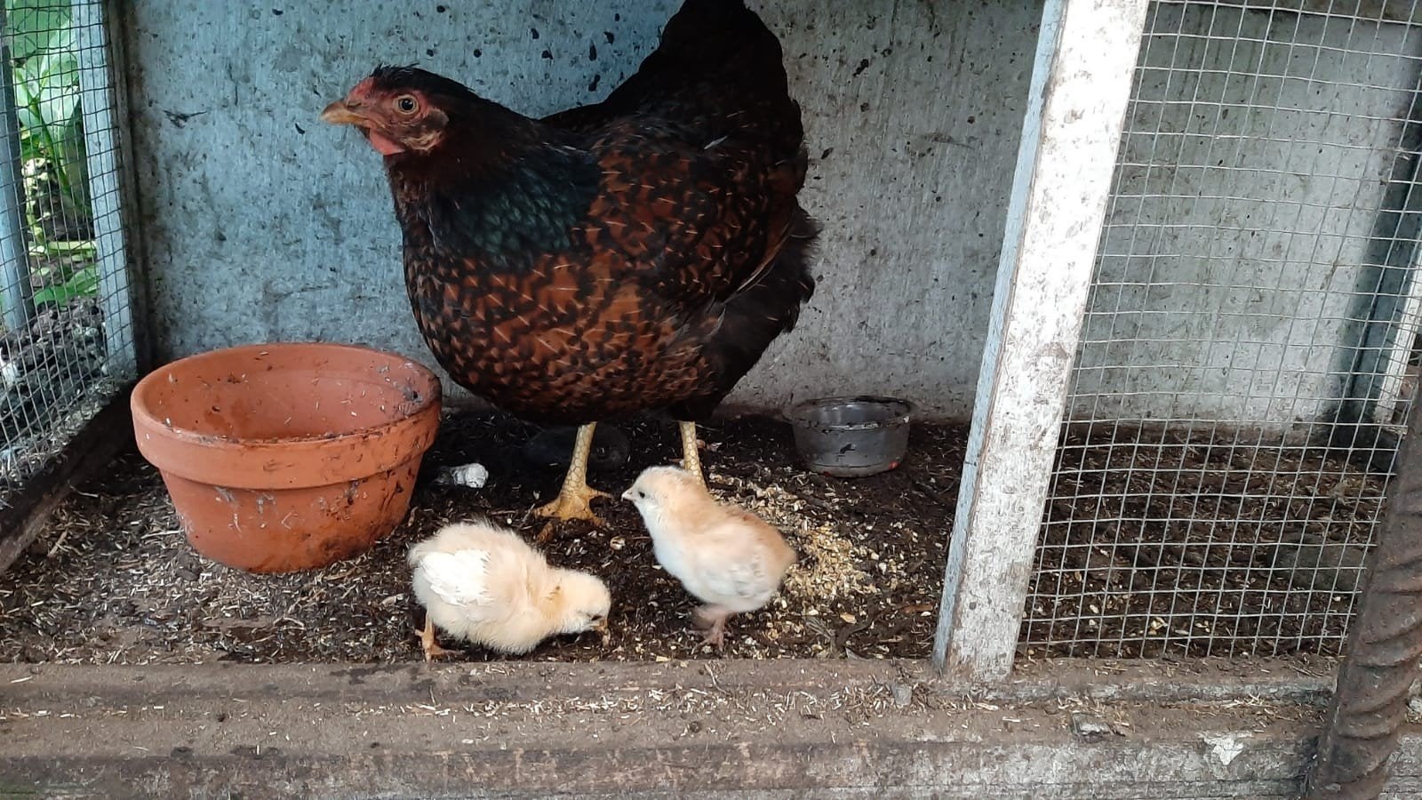 Eieren van Wyandottes met Bleu, Sussex, Barnevelders, Ophalen, Kippenhok of Kippenren